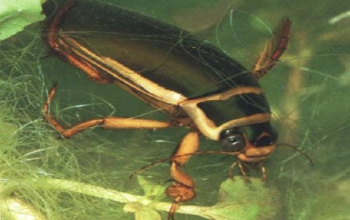 Minimonsters onder water